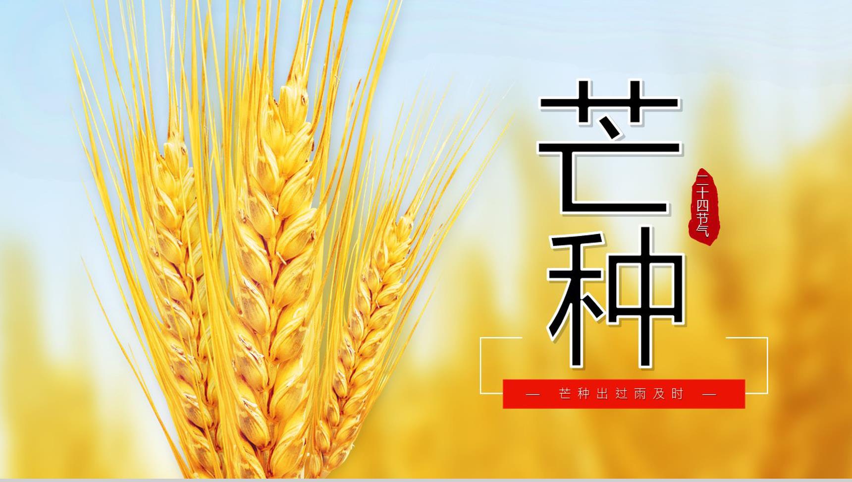 关于中国二十四节气之芒种节日的介绍PPT模板